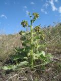 Rindera echinata