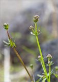 Galium uliginosum. Верхушки побегов с бутонами. Карелия, Заонежье, каменистая коса. 14.06.2015.