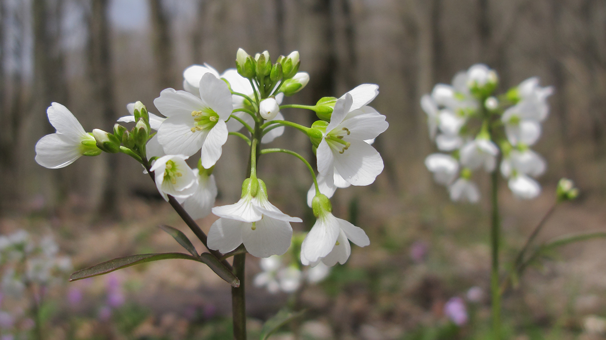 Изображение особи Cardamine tenera.