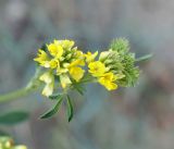Medicago falcata