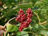 Sambucus williamsii. Соплодие. Приморье, Хасанский р-н, о-в Фуругельма, опушка широколиственного леса. 16.08.2015.