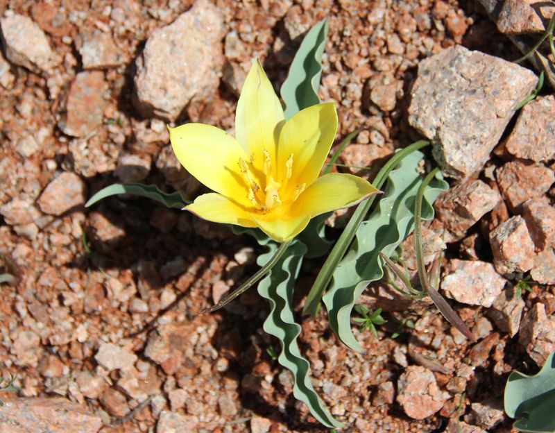 Image of Tulipa dubia specimen.