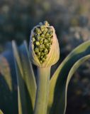 Allium caspium