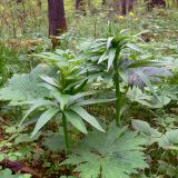 Lilium pilosiusculum. Молодые побеги. Свердловская обл., окр. г. Североуральск, травяной сосняк с елью на известняках. 21.06.2007.
