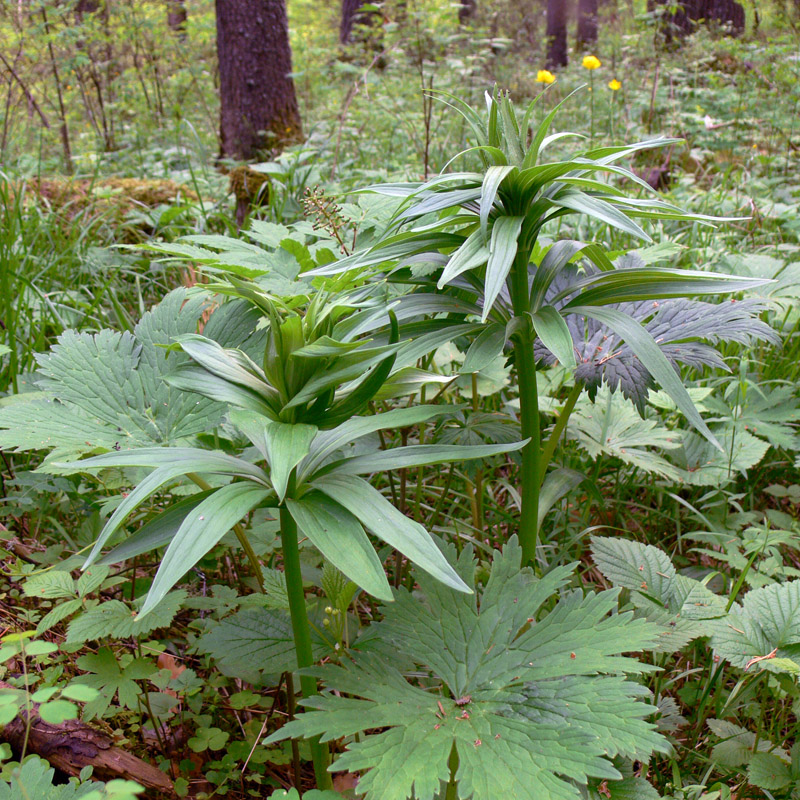 Изображение особи Lilium pilosiusculum.