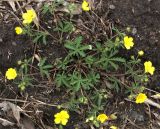 Potentilla patula