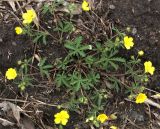 Potentilla patula