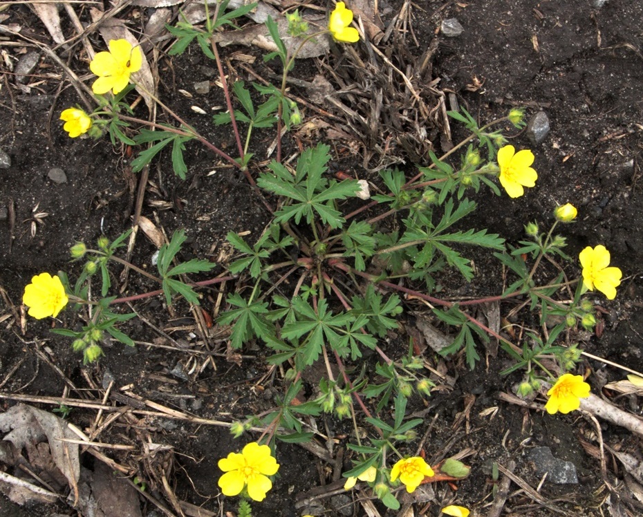 Image of Potentilla patula specimen.