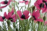 Papaver hybridum