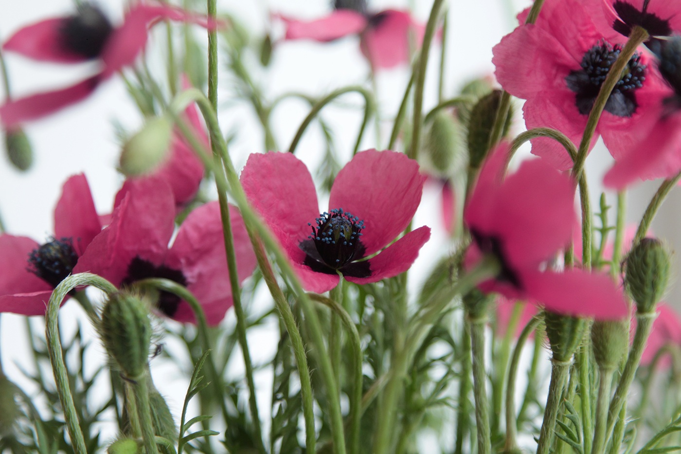 Изображение особи Papaver hybridum.