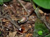 Asarum europaeum