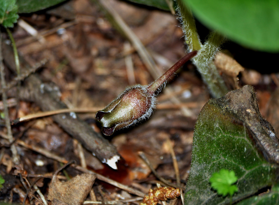 Изображение особи Asarum europaeum.