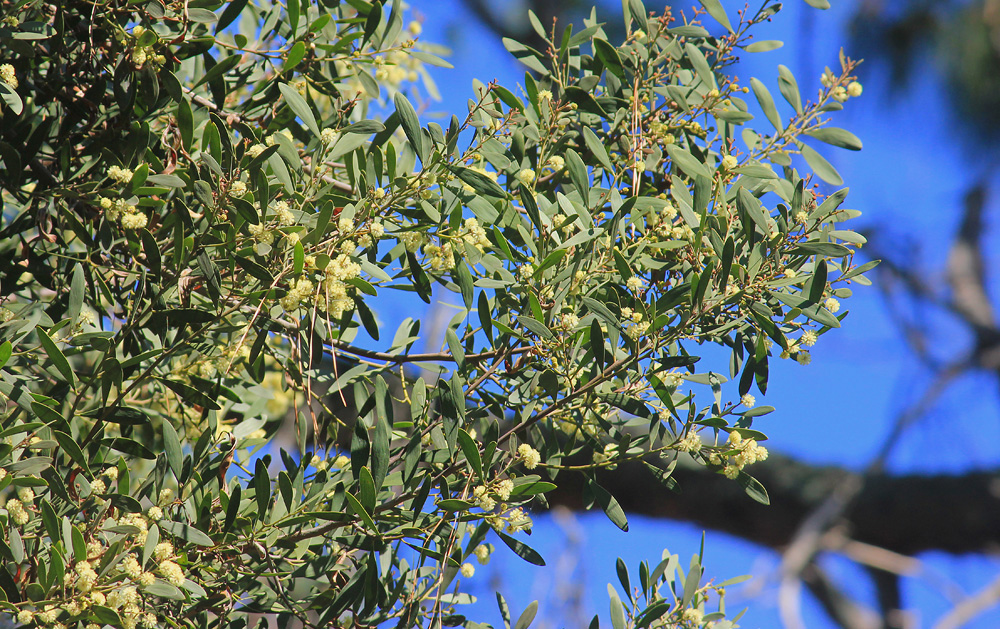 Изображение особи Acacia melanoxylon.