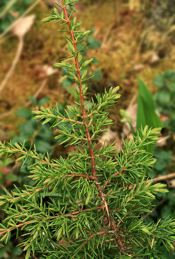 Изображение особи Juniperus communis.