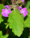 Stachys neurocalycina