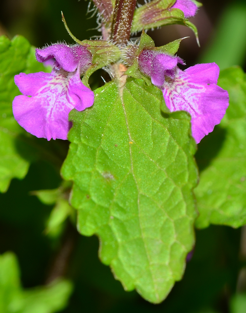 Image of Stachys neurocalycina specimen.