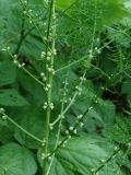 Asparagus schoberioides. Часть цветущего растения. Приморье, окр. г. Находка, у лесной тропы. 13.06.2016.
