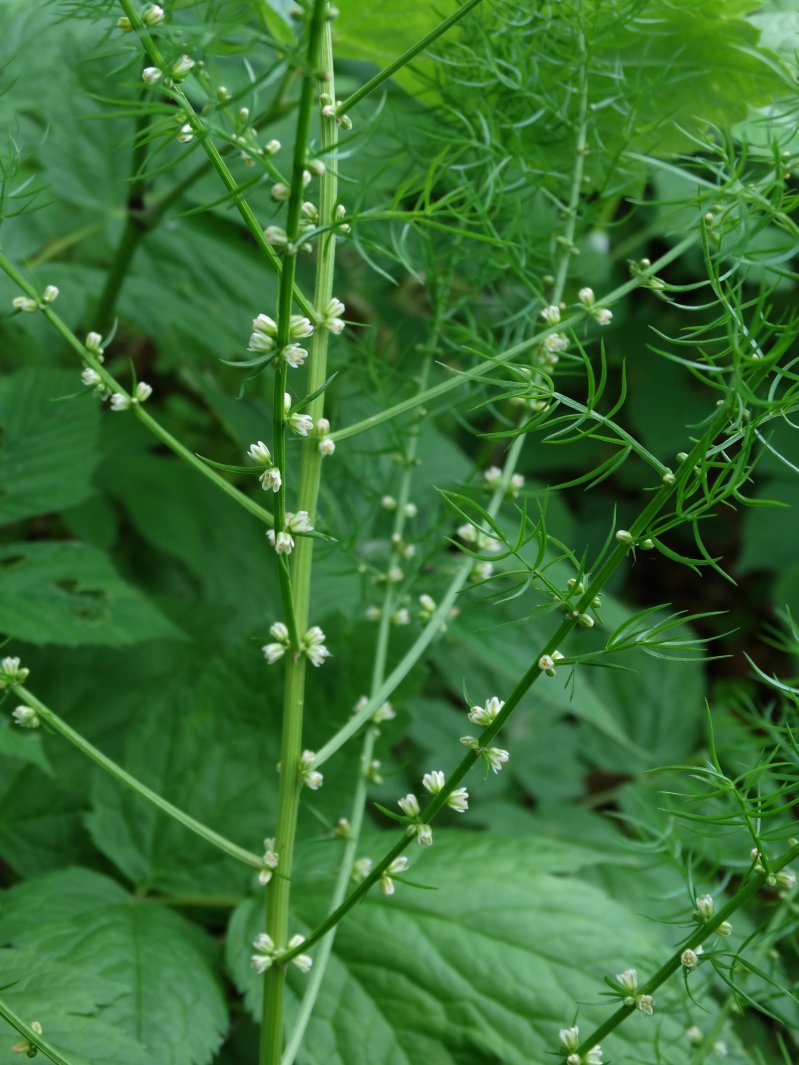 Изображение особи Asparagus schoberioides.