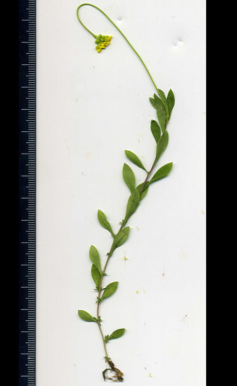 Image of Draba sibirica specimen.