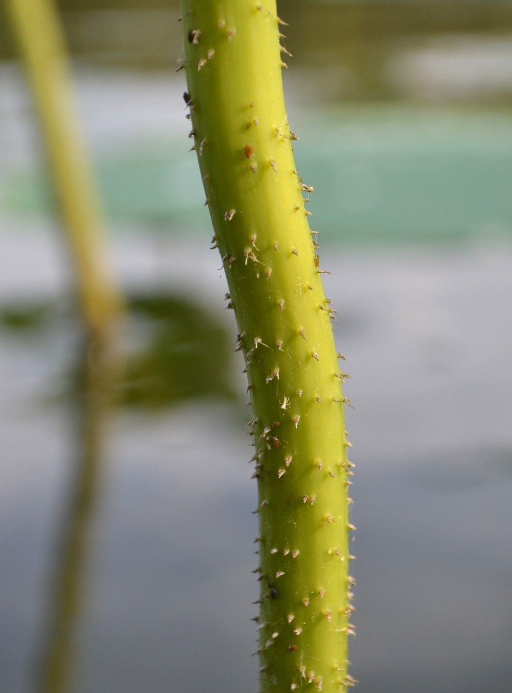 Image of Nelumbo caspica specimen.