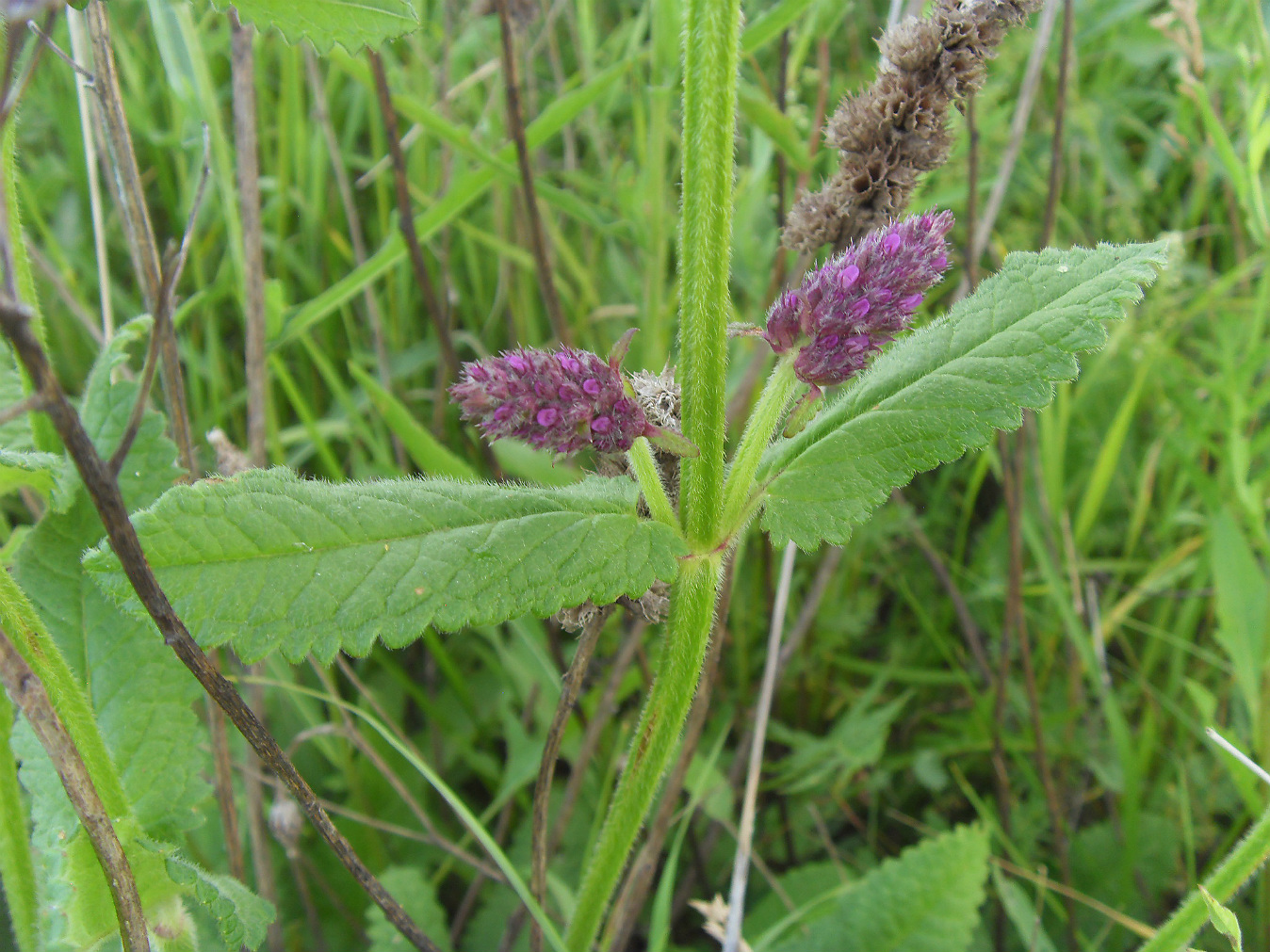 Изображение особи Betonica officinalis.