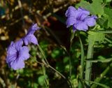 Ruellia simplex