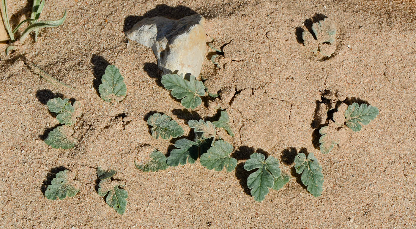 Image of Erodium oxyrhynchum specimen.
