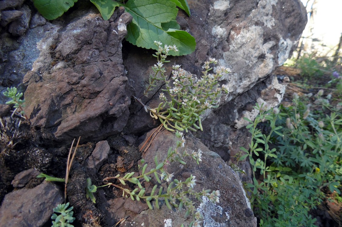 Image of Sedum hispanicum specimen.