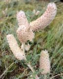 Astragalus alopecias