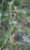 Potentilla conferta