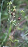 Potentilla conferta. Верхушка побега с соплодием. Алтай, окр. пос. Манжерок, закустаренный луг на берегу р. Катунь. 23.08.2009.