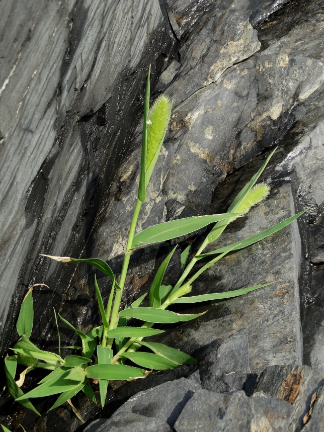Image of Setaria pachystachys specimen.