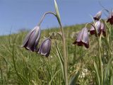 Fritillaria caucasica