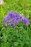 Aquilegia glandulosa