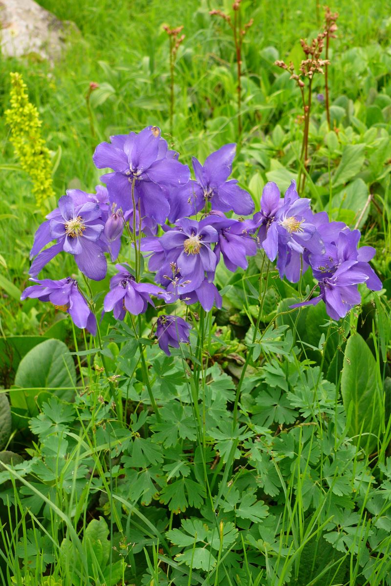 Изображение особи Aquilegia glandulosa.