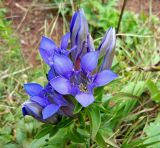 Gentiana septemfida. Верхушка цветущего растения. Адыгея, берег реки Курджипс под Азишским перевалом. 10.09.2016.