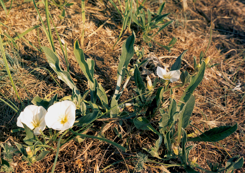 Image of Convolvulus lineatus specimen.