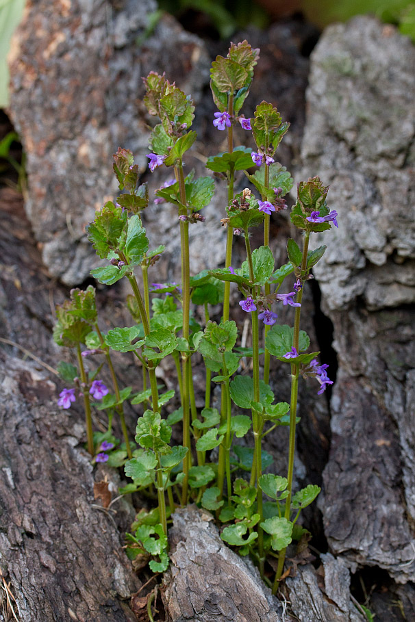 Изображение особи Glechoma hederacea.