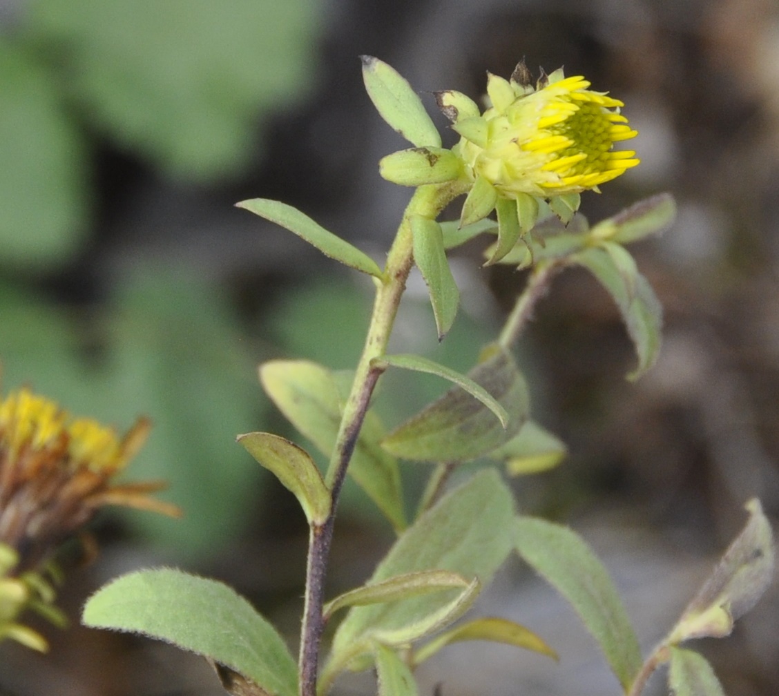 Изображение особи род Inula.