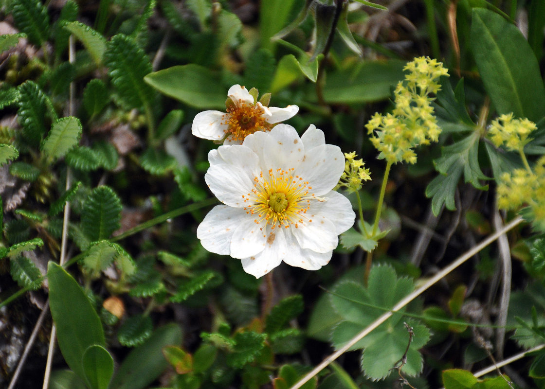 Image of Dryas caucasica specimen.