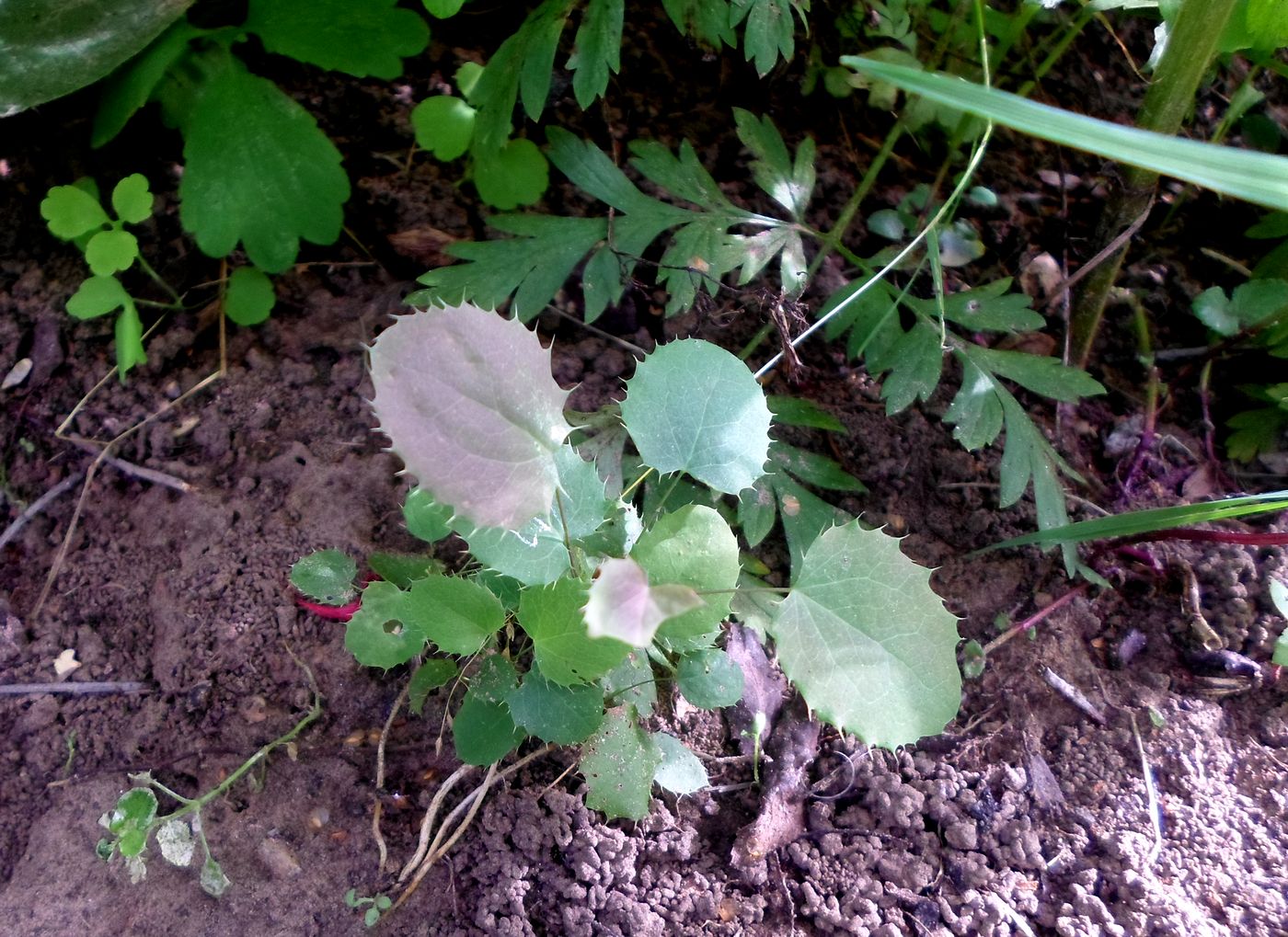 Изображение особи Berberis vulgaris.