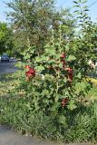 Alcea rosea