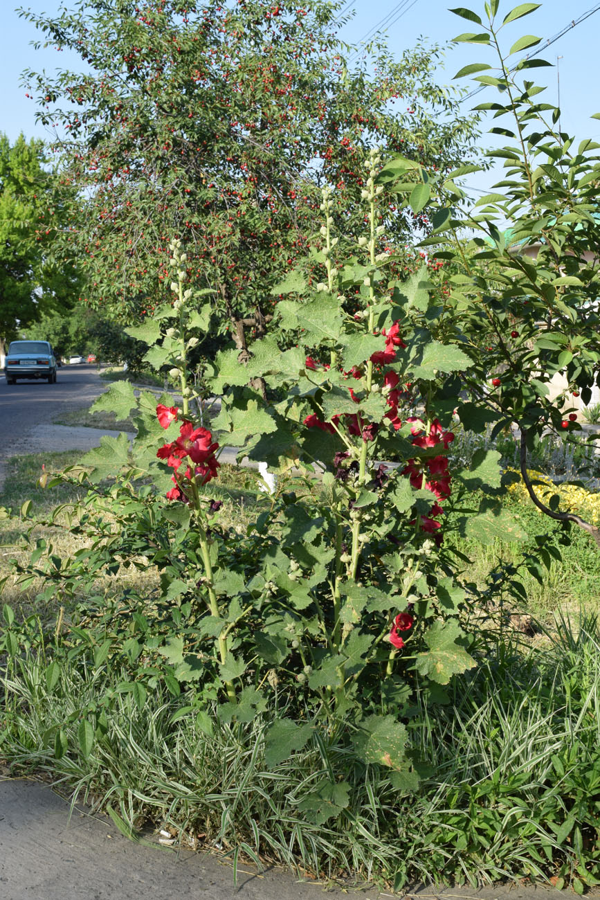 Image of Alcea rosea specimen.