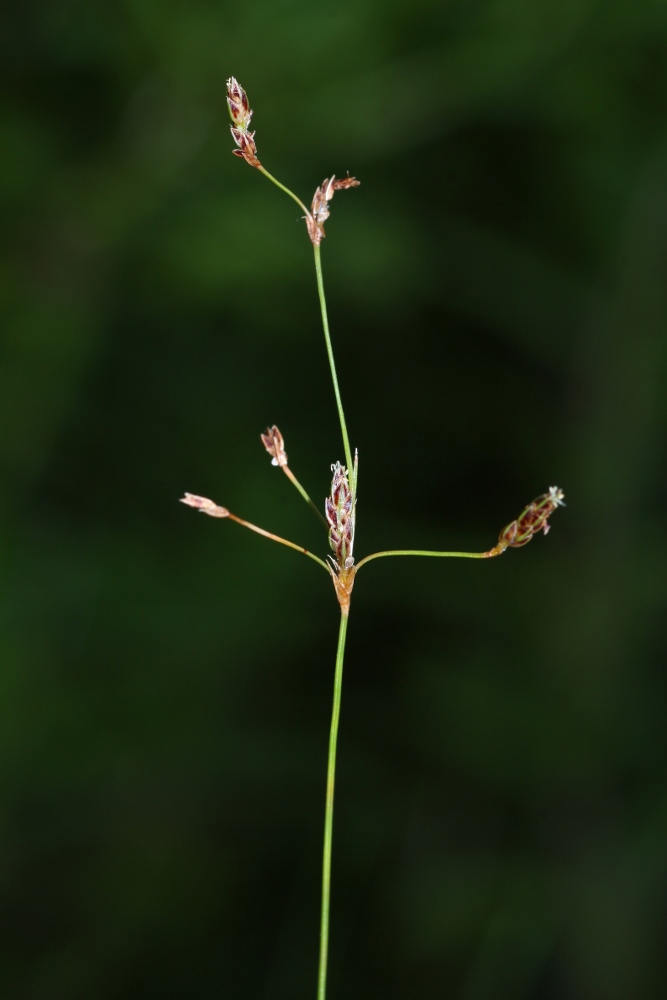 Image of Bulbostylis densa specimen.