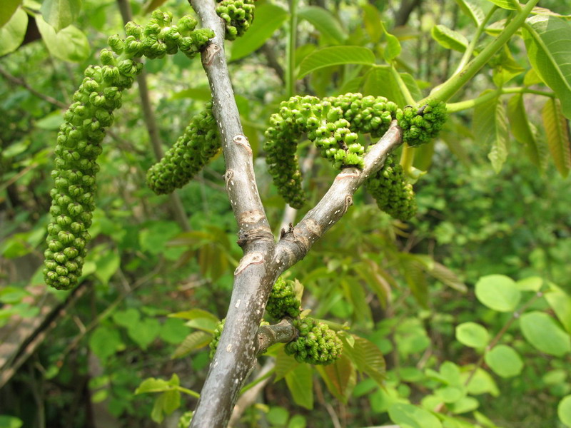 Изображение особи Juglans regia.