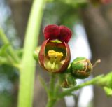 Scrophularia scopolii. Цветок и бутоны. Краснодарский край, Абинский р-н, ст-ца Холмская, у жилья. 24.04.2016.