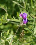 Lathyrus pilosus