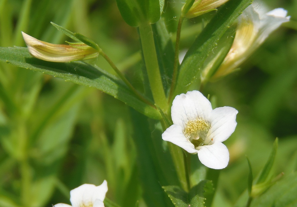 Изображение особи Gratiola officinalis.