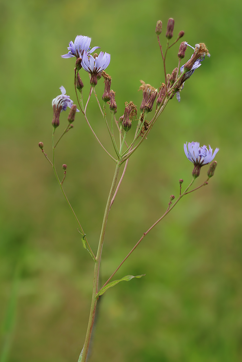Image of Lactuca sibirica specimen.