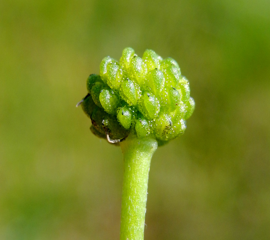 Image of Ranunculus ophioglossifolius specimen.